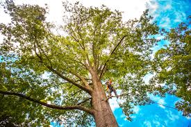 Best Storm Damage Tree Cleanup  in Crooks, SD