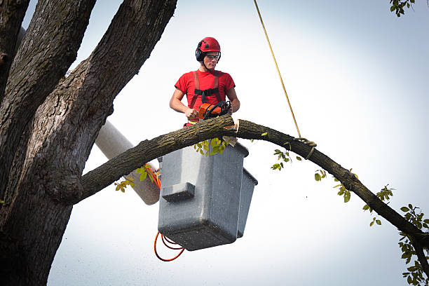 Best Tree Mulching  in Crooks, SD