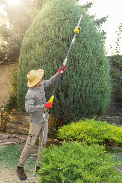 Best Hedge Trimming  in Crooks, SD