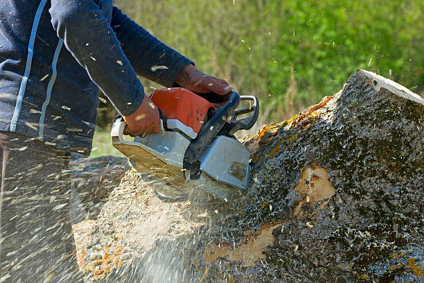 Professional Tree Services in Crooks, SD