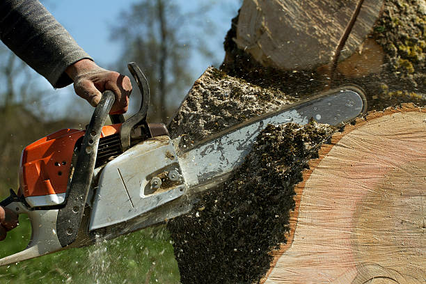 How Our Tree Care Process Works  in  Crooks, SD